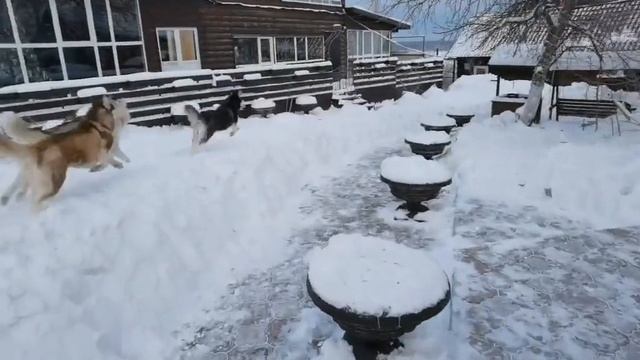 Стая побежала домой.