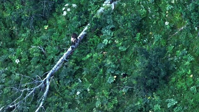 Медведи Алтайского заповедника смотреть онлайн