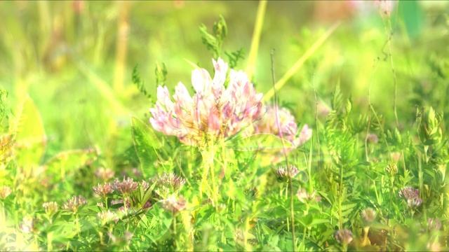 sony vg20 // 06072025 смотреть онлайн