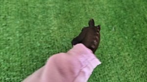 Лошади шляйх на веранде!