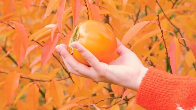 Хурма (песня под гитару) смотреть онлайн