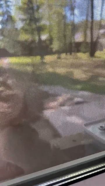 Настя ️ становится ручной)) #белка #смешныевидео #смешныеживотные смотреть онлайн