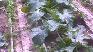 Витамины заканчиваются