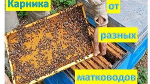 Сравнение работы пчеломаток ф1 различных линий