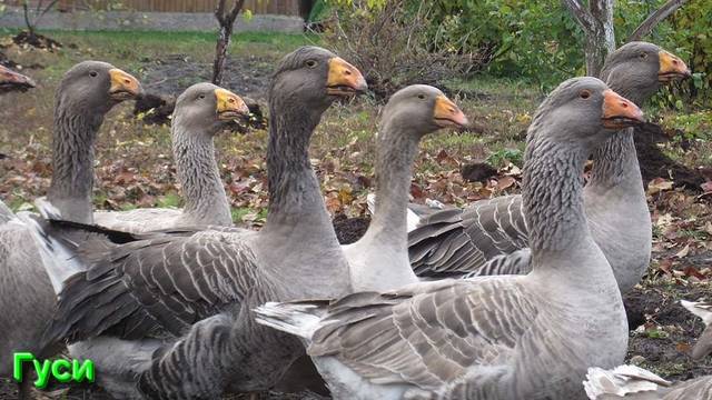 Ответы на Вопросы по Эзотерике от 07.07.25 смотреть онлайн