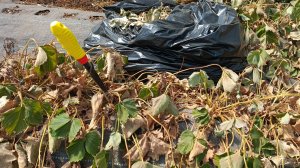 Как правильно убрать старую клубнику на укрывных грядках? Быстрый способ без перекопки!