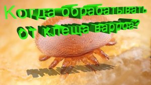 Точные сроки обработки пчёл от клеща Варроа — научный подход профессора Кашковского