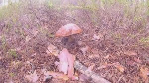 За морошкой и сумашедший рост белых грибов!!!