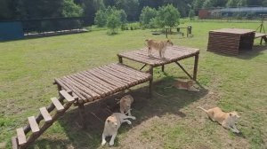 Прогулка по Парку Львов Земля Прайда