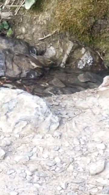 Московка в ручье. смотреть онлайн