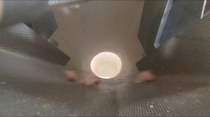 Дозирование куриной разделки (филе голени) в термоформер