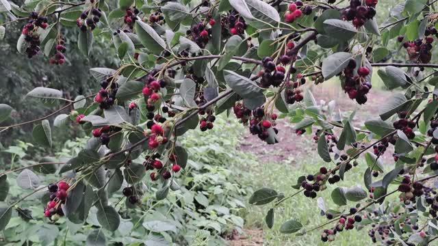 летняя Ягода!!! смотреть онлайн