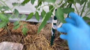 Профилактика фитофторы томатов в открытом грунте.