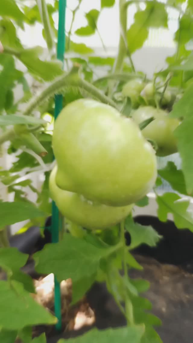 5 июля 2025 года мы на даче. Как дела у томатов в теплице? #5июля, #надаче, #томаты, #втеплице