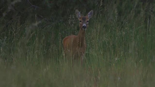 Общительная косуля. смотреть онлайн
