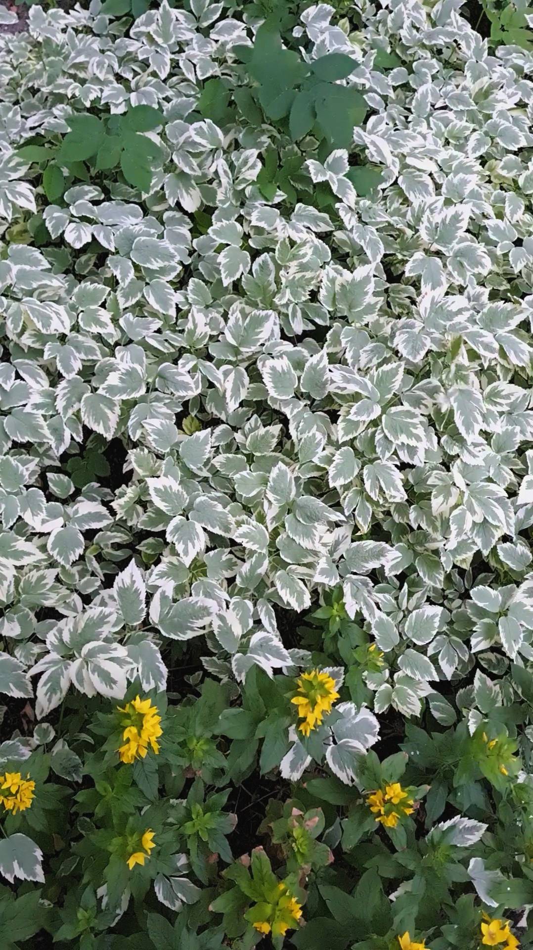 Растения и ветер