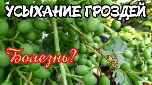 УСЫХАНИЕ ГРОЗДЕЙ винограда. БОЛЕЗНЬ?