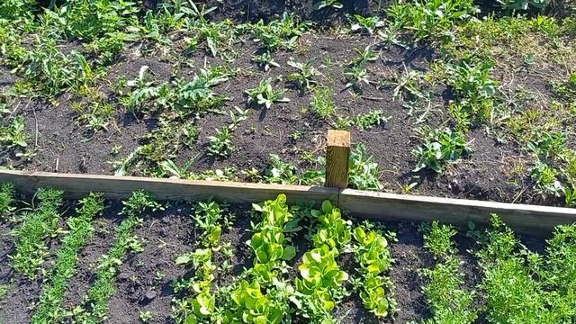 День на даче// что выросло, то выросло... смотреть онлайн