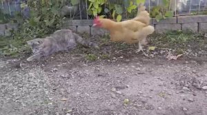 Курица съела добычу кошки