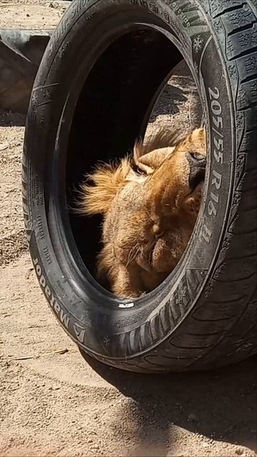 Талантливый лев ШЕРХАН. #шерхан_тайган #шерхан #лев #lion #зоопарк #zoo #animals #shortvideo смотреть онлайн