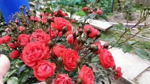 Обзор цветения роз в начале июля.2025 год.