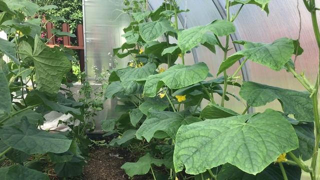 Обзор огурчиков в моей теплице #огурцы #теплица смотреть онлайн