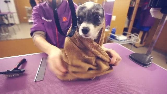 Салон красоты для собаки 🐶💇Преображение за 1 час! смотреть онлайн