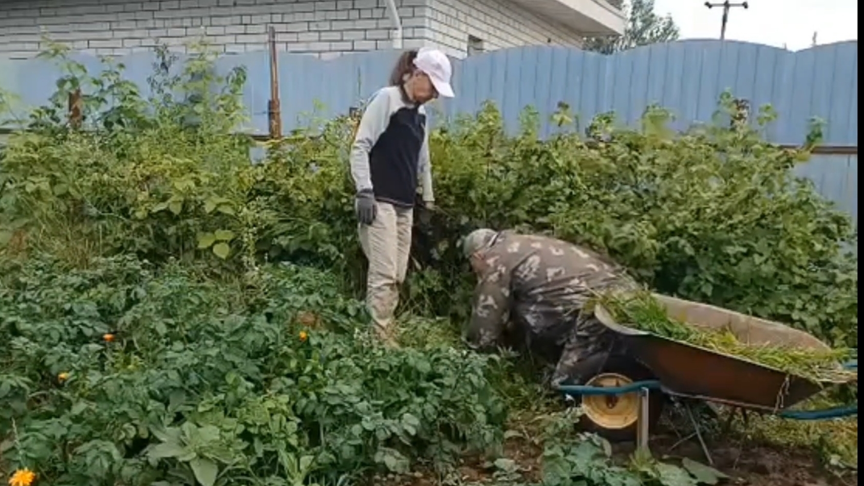 Огородные дела 07-07-2025 смотреть онлайн