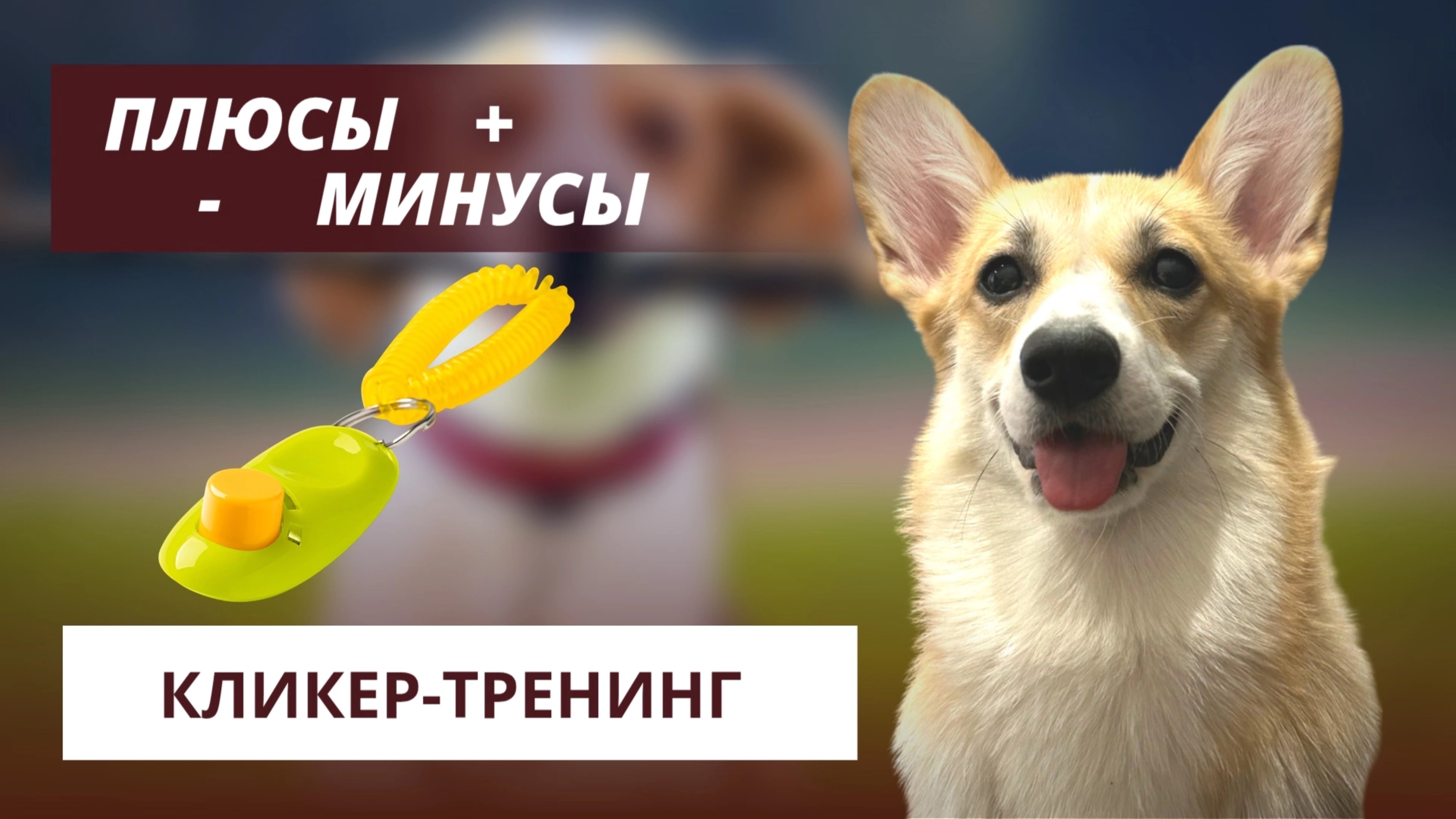 Плюсы и минусы кликер-тренинга