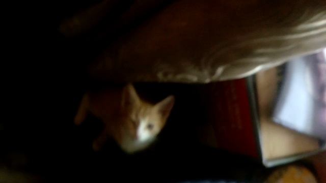 Мелкие кошки на окошке смотреть онлайн