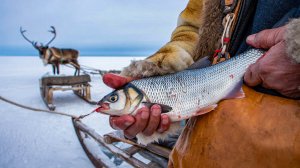 Рыбалка на Крайнем Севере: Нельма, Таймень и Царская Рыба. Секреты ненцев и Исторические Гербы