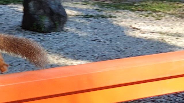 Белка. Дендрарий. Сочи смотреть онлайн