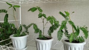 Мимозу Стыдливую легко размножать черенками