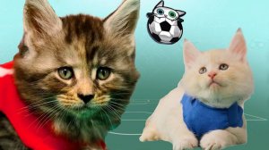 Вкусное, веселое и игривое настроение питомцев — Кусь-шоу — Приключения пушистых хвостиков