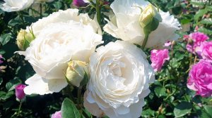 Цветение розы Принцесса Миюки.