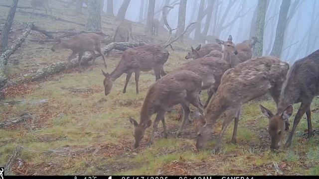Фотоловушка засняла то, чего не видят туристы смотреть онлайн