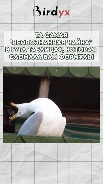 Встречали?🤭🦅 #googleтаблицы #гуглтаблицы #shorts #таблицы #юмор #мем #чайка #memes #смех смотреть онлайн