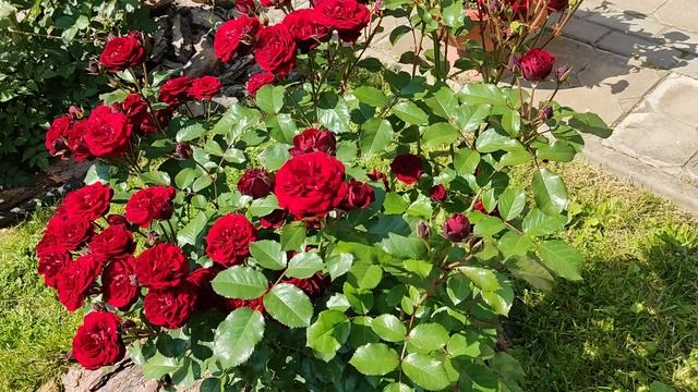 Розы. Цветение розы Лаваглут. смотреть онлайн