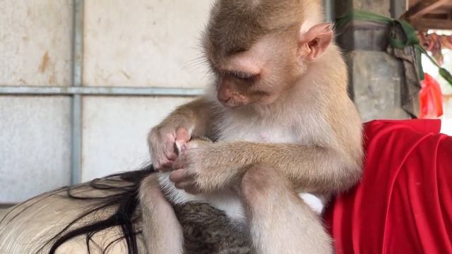 ASMR Monkey смотреть онлайн