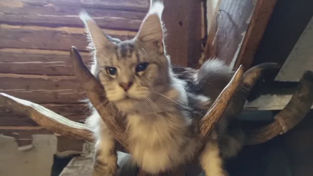 котик на  рогах