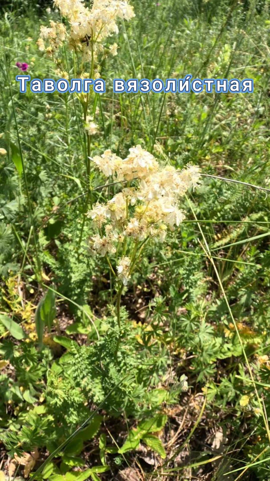 Таволга вязолистная, или лабазник
