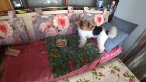 На даче в Подмосковье. Один завтрак для всех.