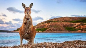 Австралийский тракдрайвер катает по западу Австралийского бездорожья на праворулом траке.