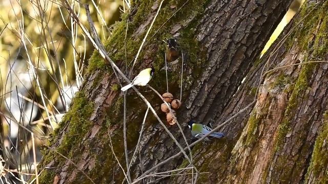 Сойки горланят на кормушке смотреть онлайн
