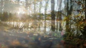 Нежная музыка, успокаивающая нервную систему и радующая душу 24