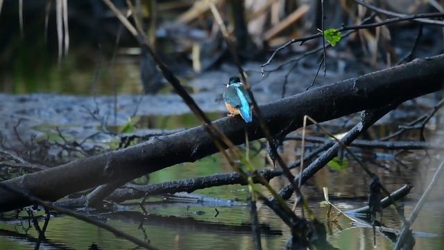 Зимородок с уловом на Истринском водохранилище смотреть онлайн