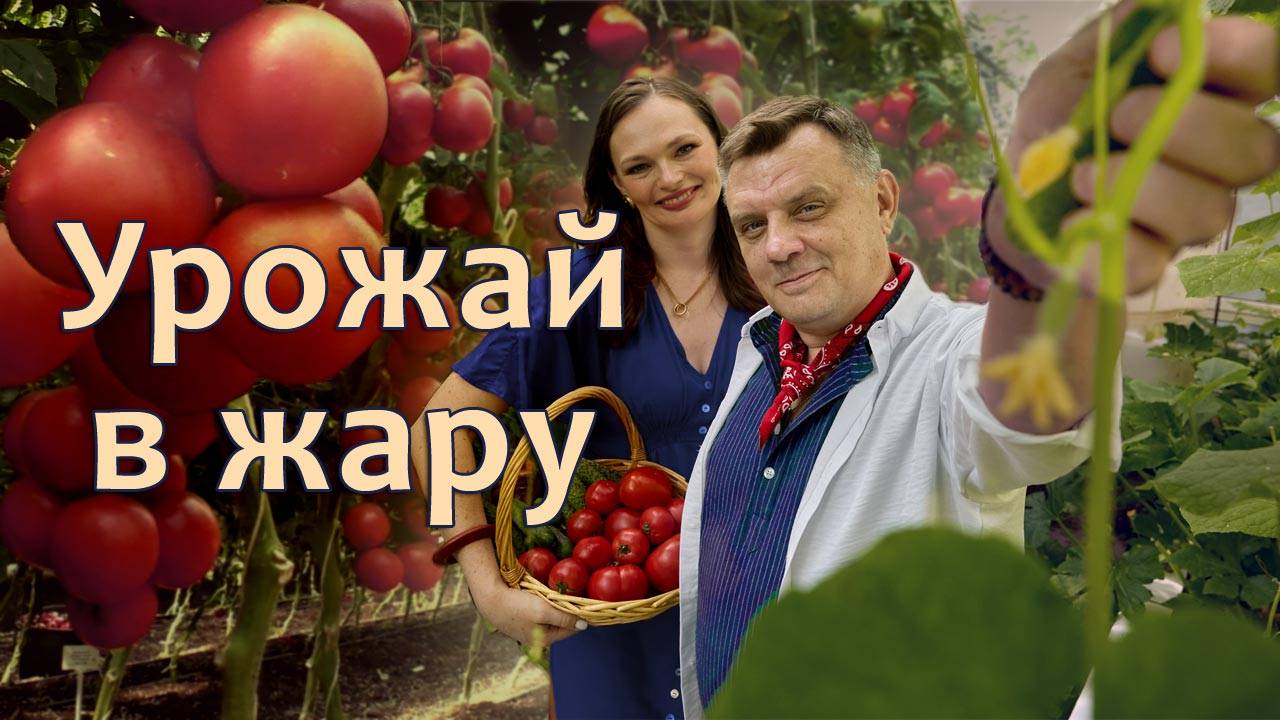 Срочно! Спасаем огурцы и томаты от жары! Правила полива в жару смотреть онлайн