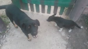 Пёс 7 серия 4 сезон еда на троих «jimmvista»