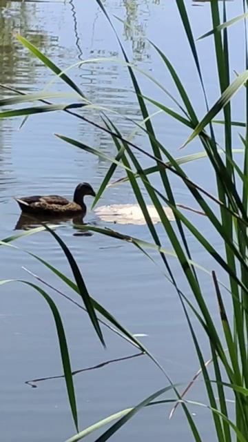 Утиные истории. смотреть онлайн