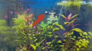 Аквариумные помощники. Теодоксус.